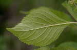 American beautyberry